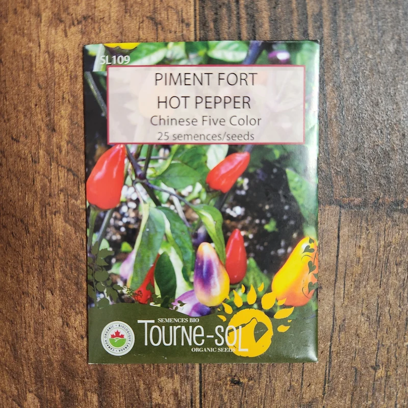 Piment fort ‘Chinese Five Color’ ( Capsicum annuum )