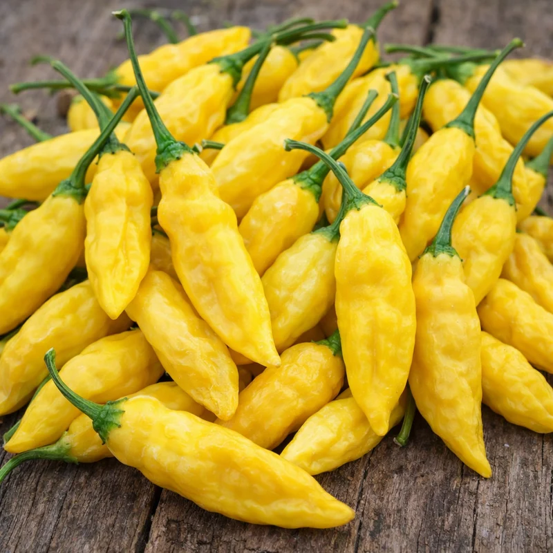 Piment fort ‘Lemon Drop’ ( Capsicum baccatum )