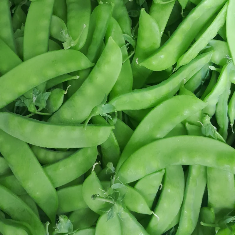 Pois mange-tout ‘Sugaree’ ( Pisum sativum )