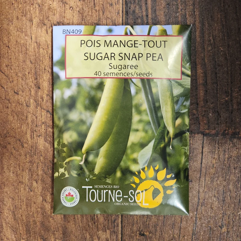 Pois mange-tout ‘Sugaree’ ( Pisum sativum )