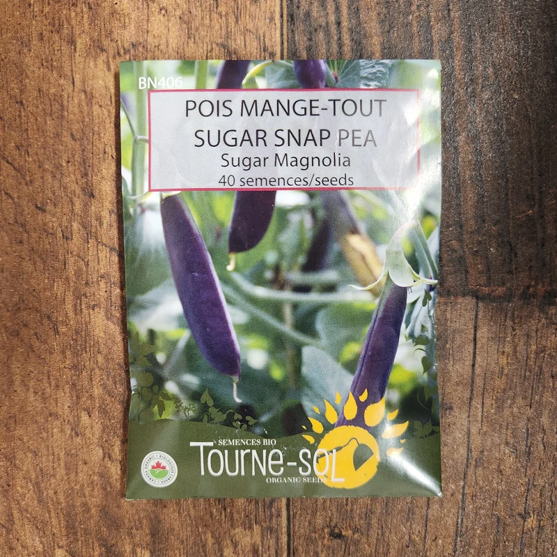 Pois mange-tout ‘Sugar Magnolia’ ( Pisum sativum )