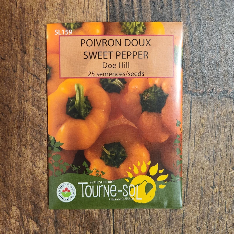Poivron orange ‘Doe Hill’ ( Capsicum annuum )