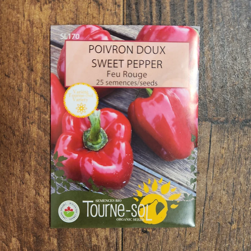 Poivron rouge ‘Feu’ ( Capsicum annuum )