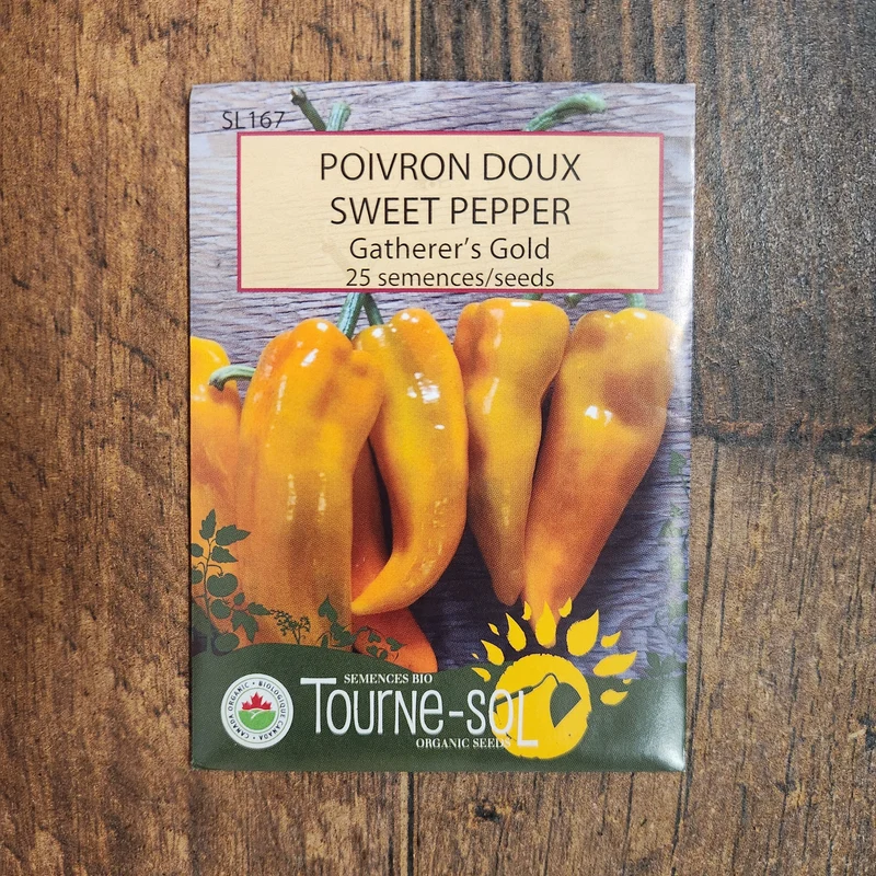 Poivron jaune ‘Gatherer’s Gold’ ( Capsicum annuum )
