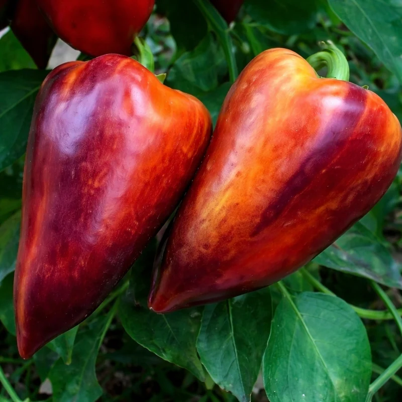 Poivron mauve ‘Sparkle’ ( Capsicum annuum )