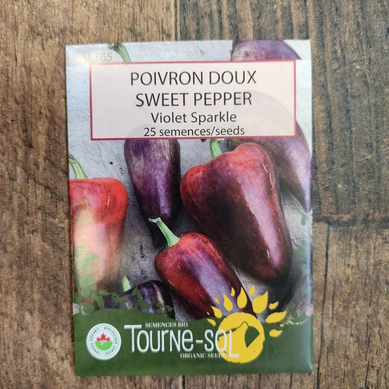 Poivron mauve ‘Sparkle’ ( Capsicum annuum )