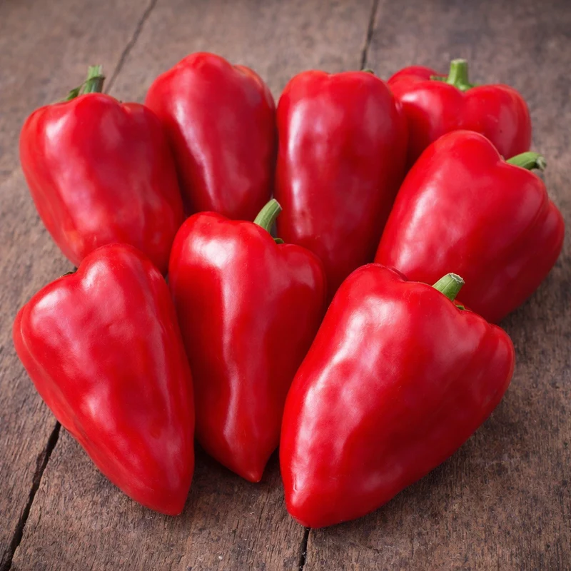 Poivron rouge ‘Lipstick’ ( Capsicum annuum )