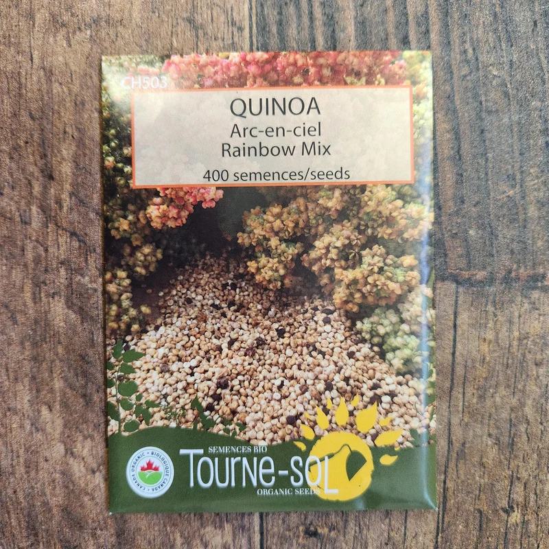 Quinoa arc-en-ciel ( Chenopodium quinoa )