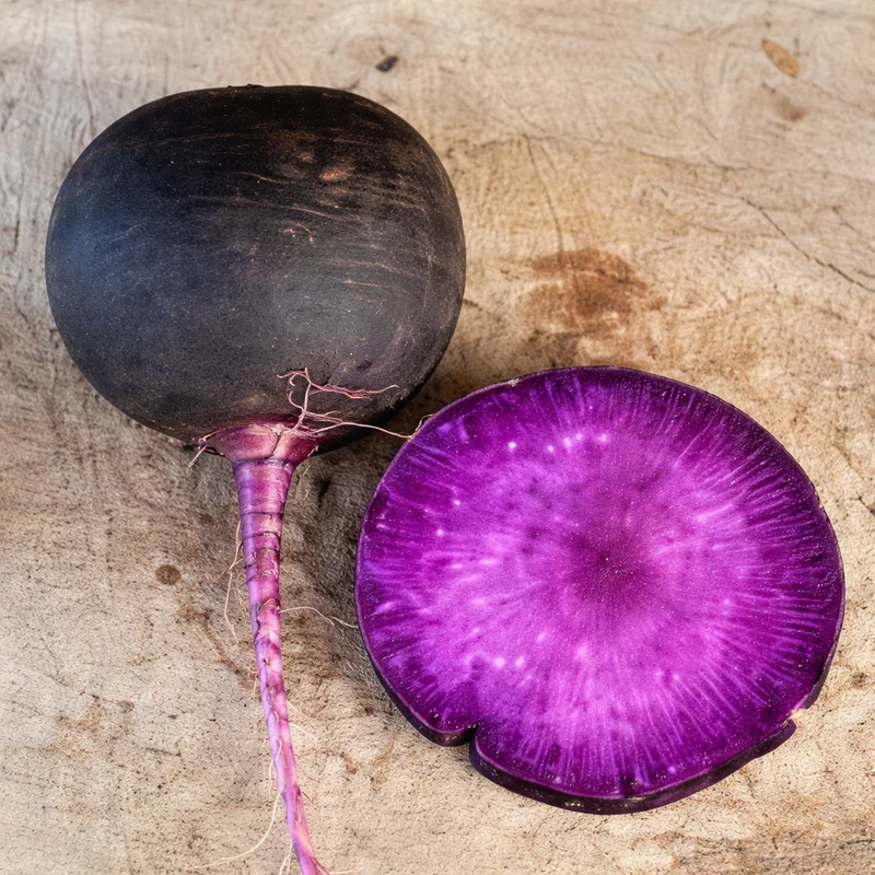 Radis d’hiver ‘Améthyste Noir’ ( Raphanus sativus )