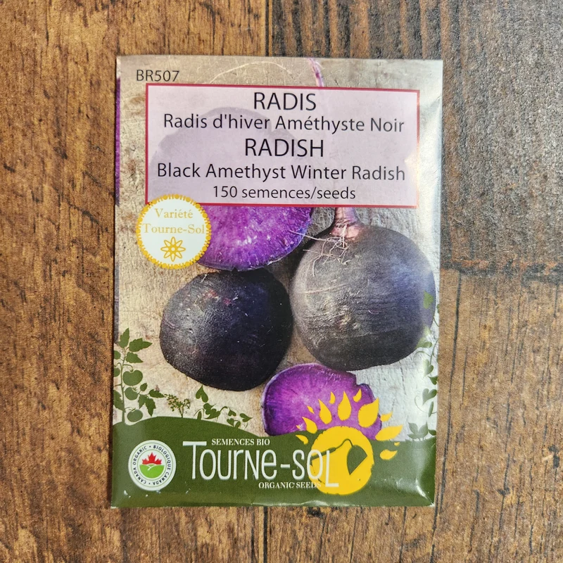 Radis d’hiver ‘Améthyste Noir’ ( Raphanus sativus )