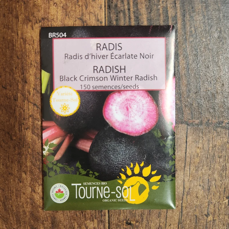 Radis d’hiver ‘Écarlate Noir’ ( Raphanus sativus )