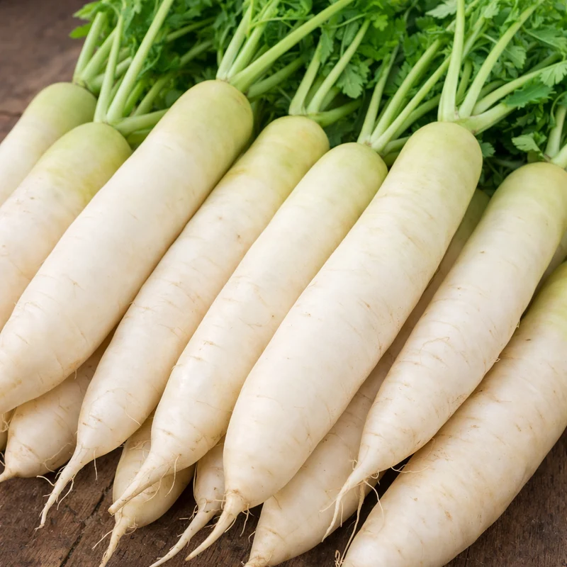 Radis daikon ( Raphanus sativus var. longipinnatus )