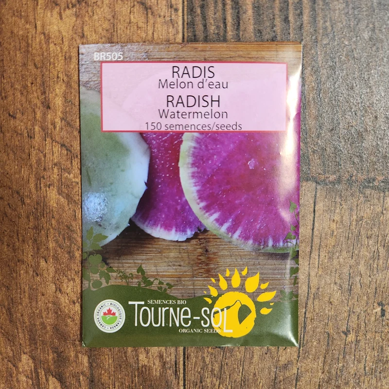 Radis ‘Melon d’eau’ ( Raphanus sativus )