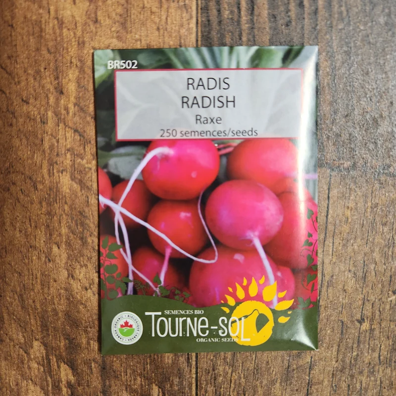 Radis ‘Raxe’ ( Raphanus sativus )
