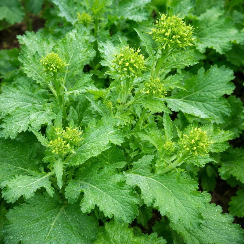 Rapini ‘Spring Raab’ ( Brassica rapa var. ruvo )