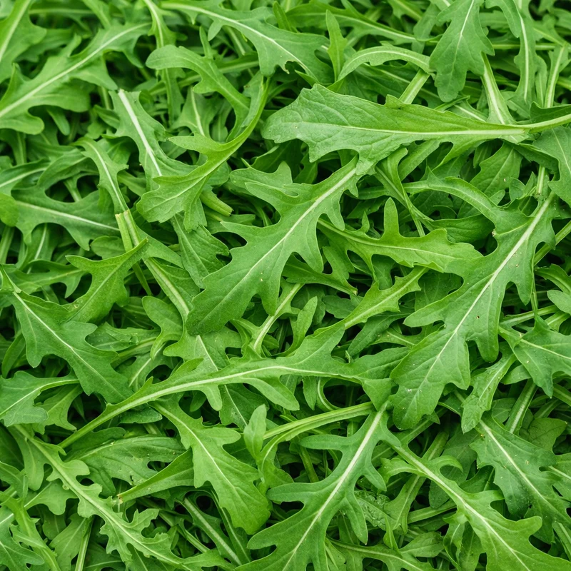 Roquette ( Eruca sativa )