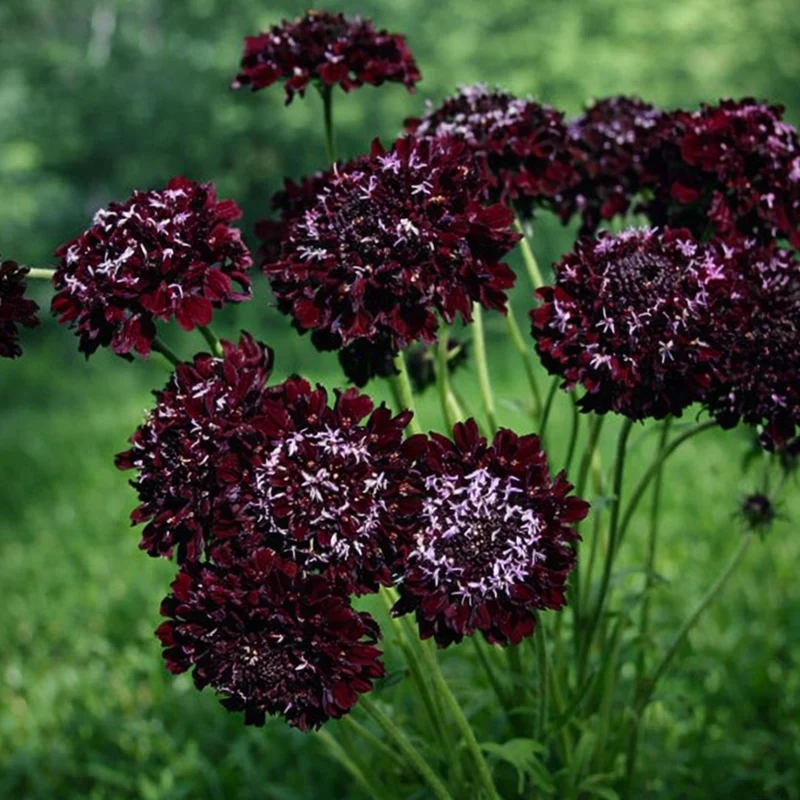 Scabieuse ‘Black Knight’ ( Scabiosa atropurpurea )