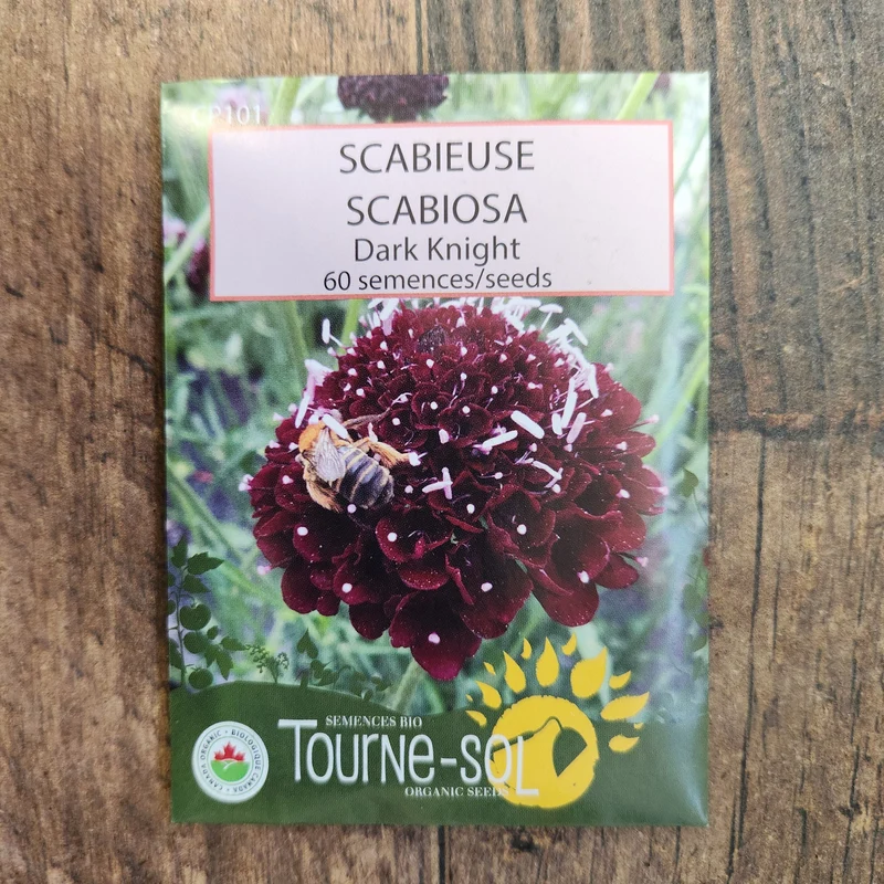 Scabieuse ‘Black Knight’ ( Scabiosa atropurpurea )