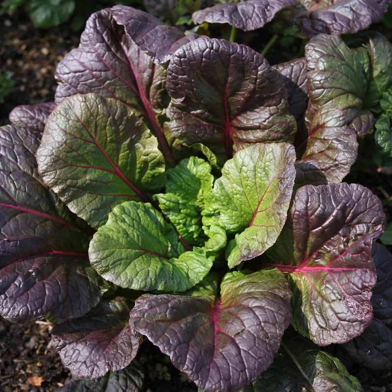 Tatsoi arc-en-ciel ( Brassica rapa var. narinosa )