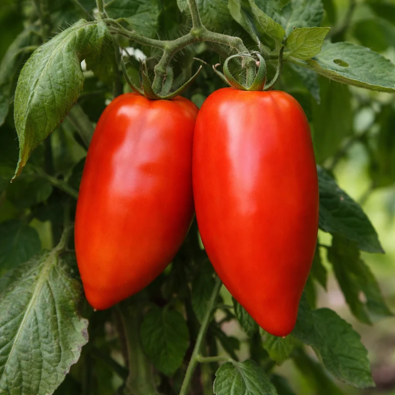 Tomate ‘Andine Cornue’ ( Solanum lycopersicum )