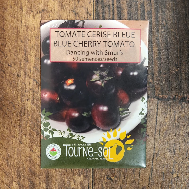 Tomate cerise bleue ‘Dancing with Smurfs’ ( Solanum lycopersicum )
