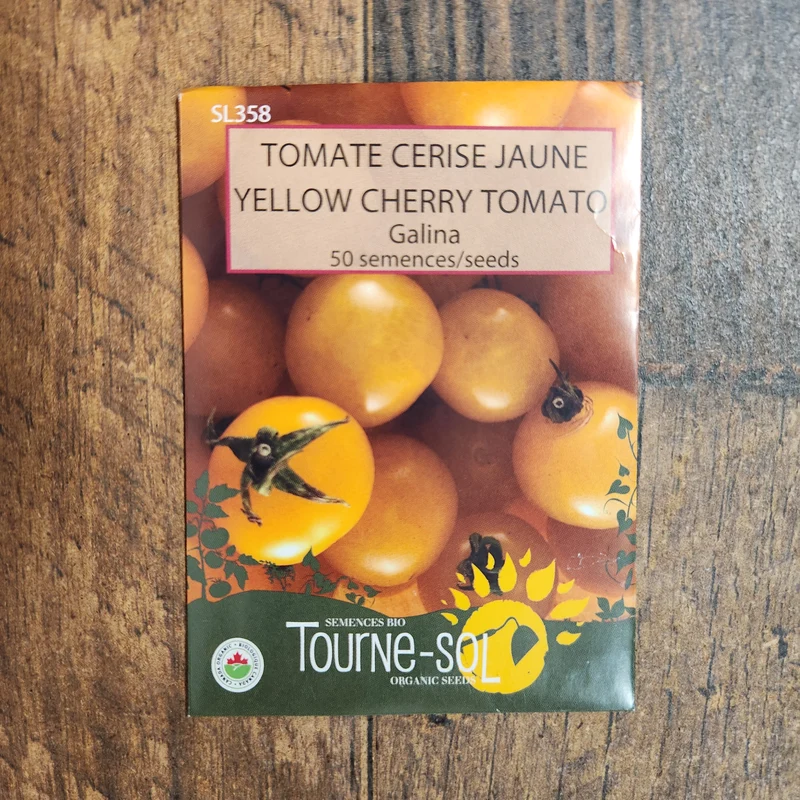 Tomate cerise jaune ‘Galina’ ( Solanum lycopersicum )