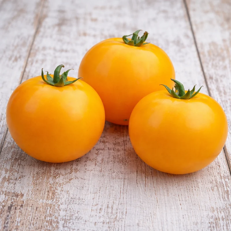 Tomate jaune ‘Golden Bison’ ( Solanum lycopersicum )