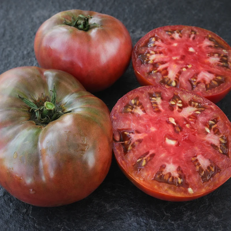 Tomate mauve ‘Cherokee Purple’ ( Solanum lycopersicum )