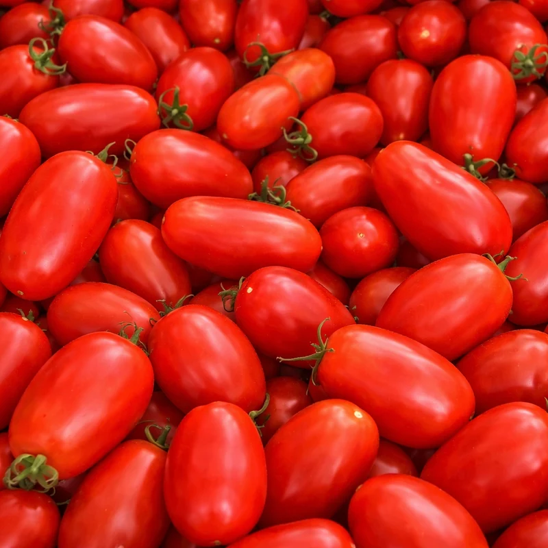 Tomate rouge à sauce ‘San Marzano’ ( Solanum lycopersicum )