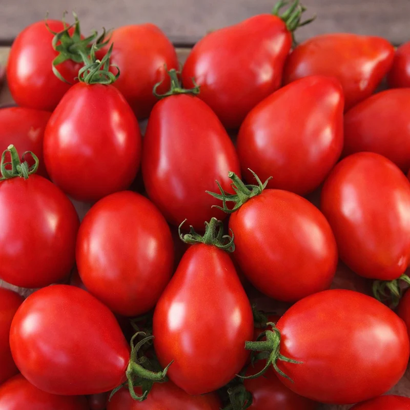 Tomate rouge à sauce ‘Napoli a Fiaschetto’ ( Solanum lycopersicum )
