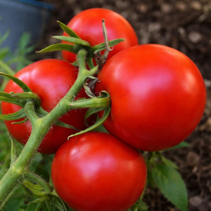 Tomate rouge ‘Montreal Tasty’ ( Solanum lycopersicum )