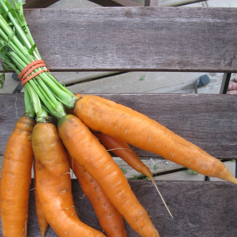 Carotte ' ( Daucus carota ‘Scarlet Nantes’)