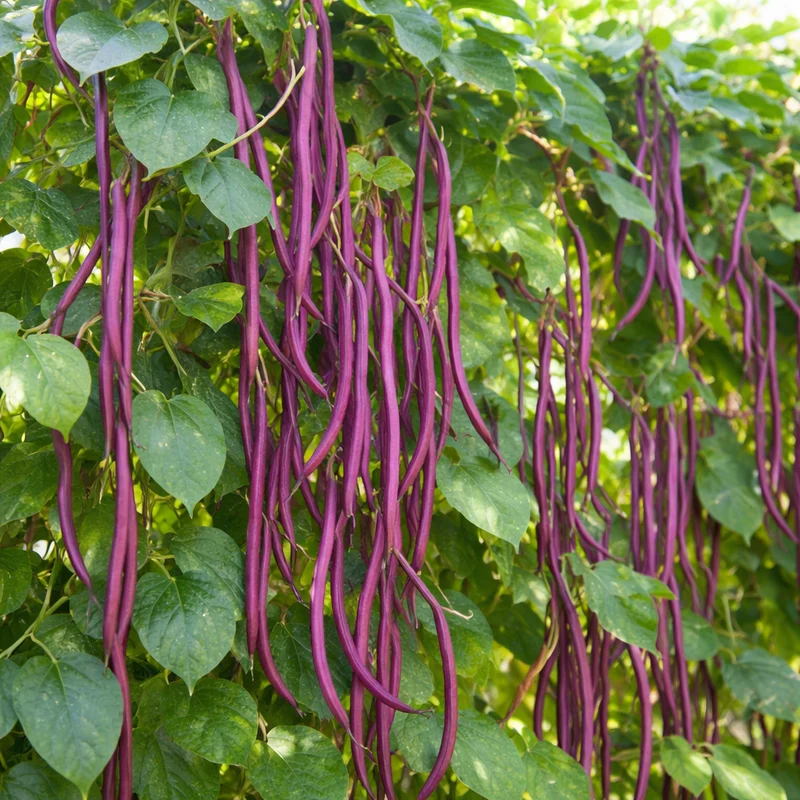 Haricot grimpant rouge ‘Red Noodle’ ( Vigna unguiculata var. sesquipedalis )