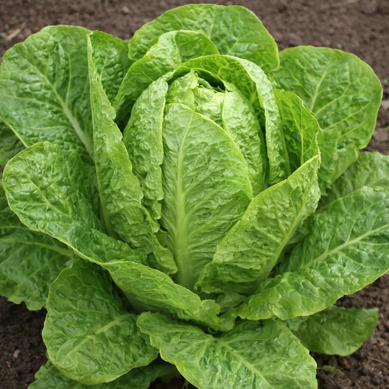 Laitue romaine ‘Jericho’ ( Lactuca sativa var. longifolia )