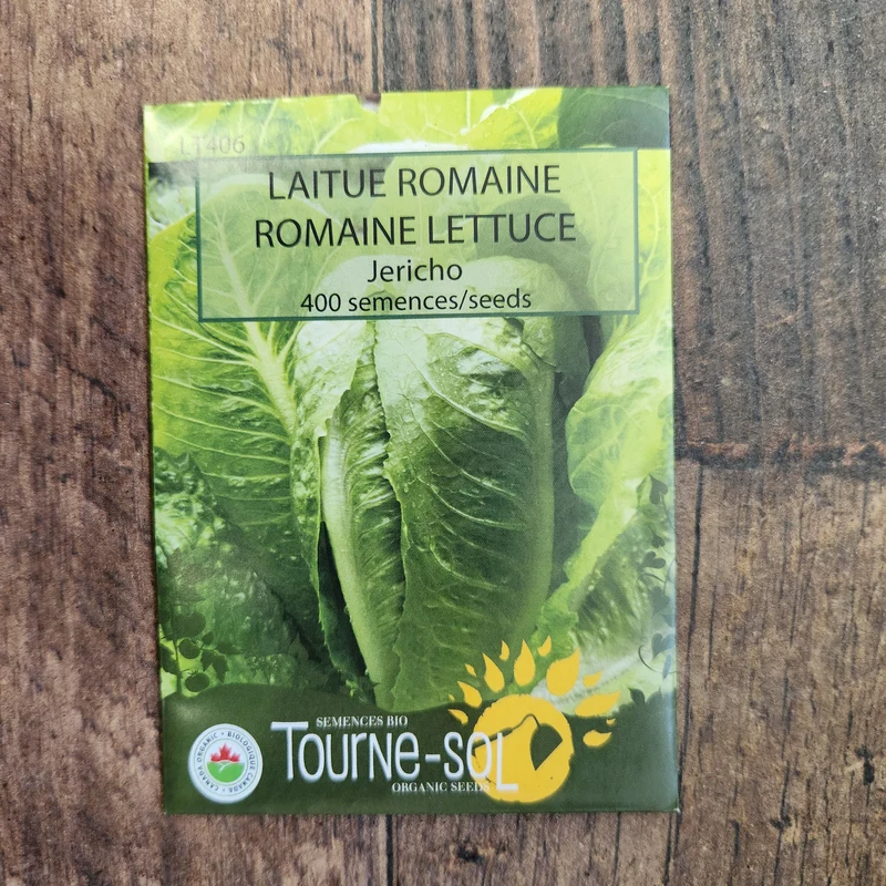 Laitue romaine ‘Jericho’ ( Lactuca sativa var. longifolia )