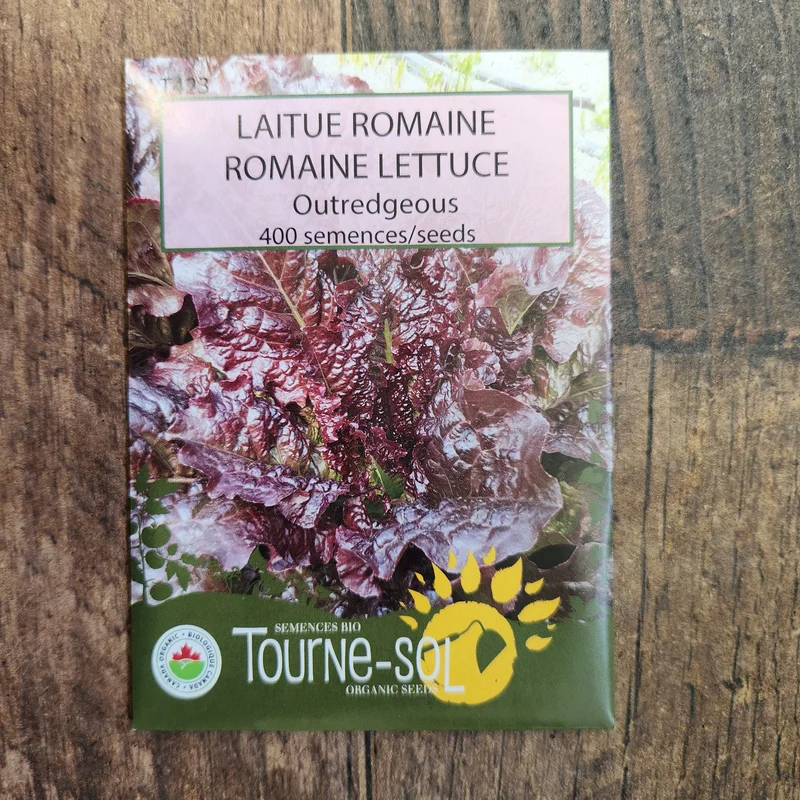 Laitue romaine ‘Outredgeous’ ( Lactuca sativa var. longifolia )