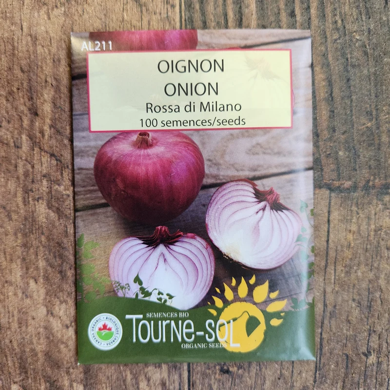 Oignon ‘Rossa di Milano’ ( Allium cepa )