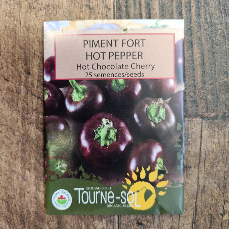 Piment fort ‘Hot Chocolate Cherry’ ( Capsicum annuum )
