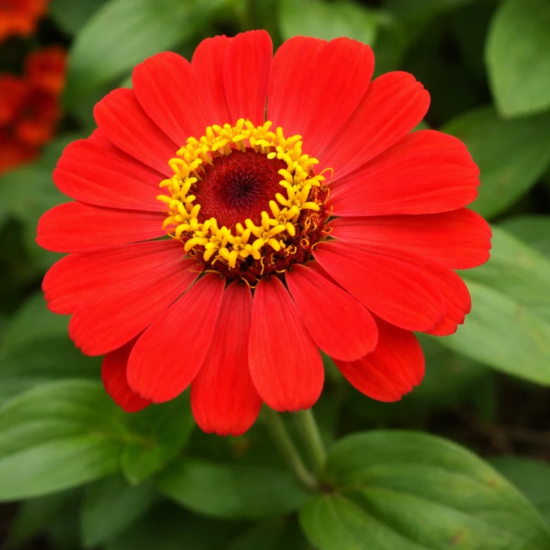 Zinnia ‘Gift’ ( Zinnia elegans )