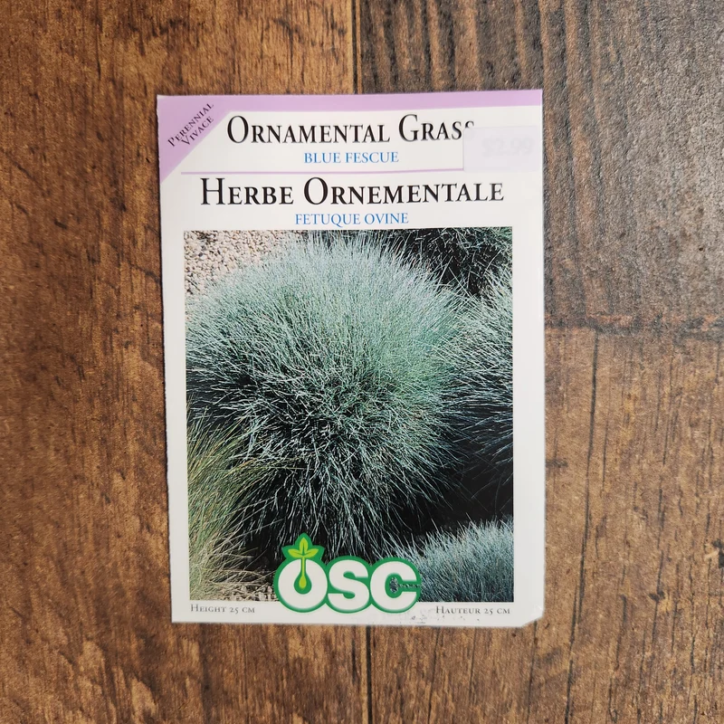 Herbe ornementale 'Fétuque Bleue'