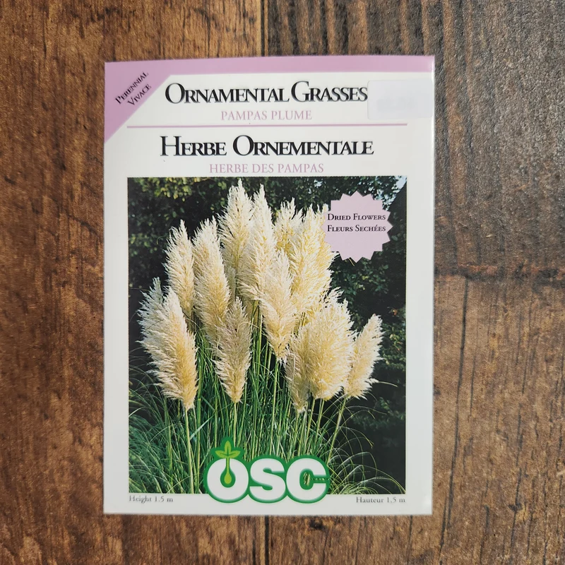 Herbe ornementale 'Pampas Plume Blanche'