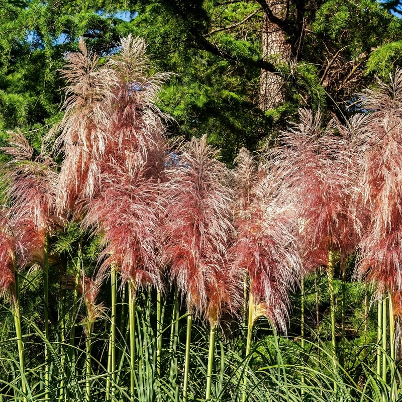 Herbe ornementale 'Pampas Plume Pink'