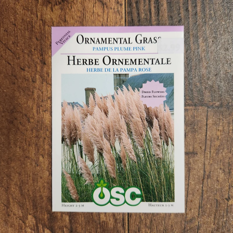 Herbe ornementale 'Pampas Plume Pink'