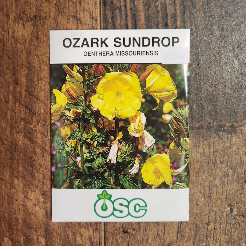 Onagre 'Ozark Sundrop'