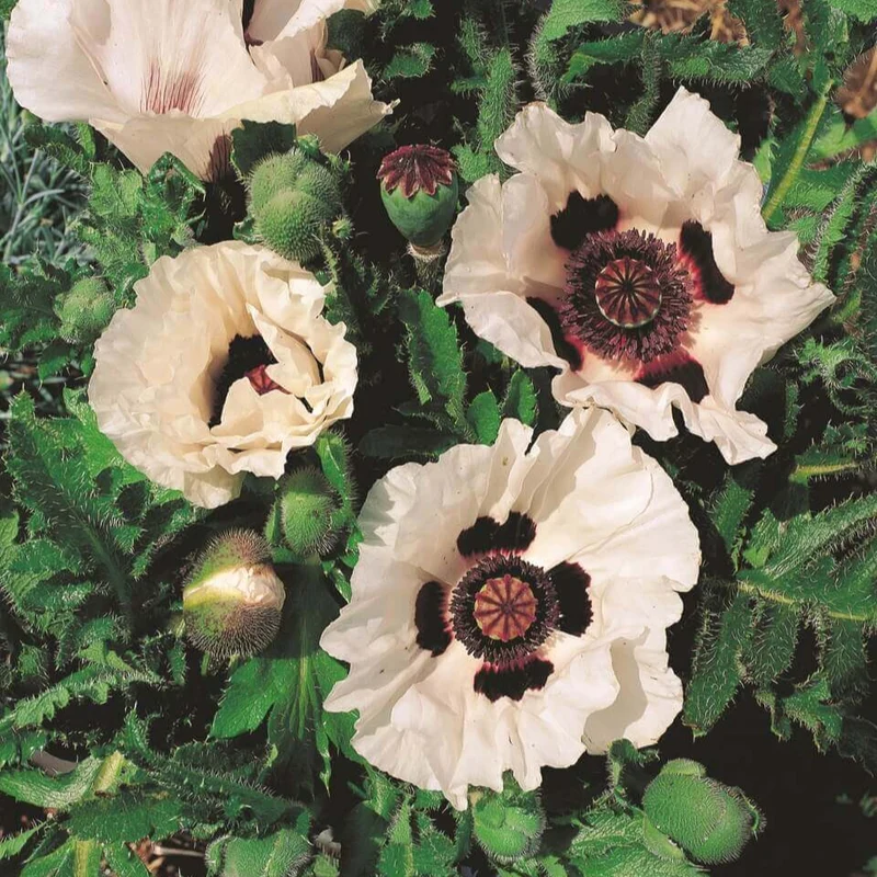 Pavot oriental 'Checkers'