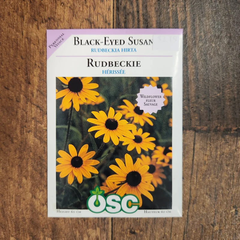 Rudbeckie 'Black-Eyed Susan'