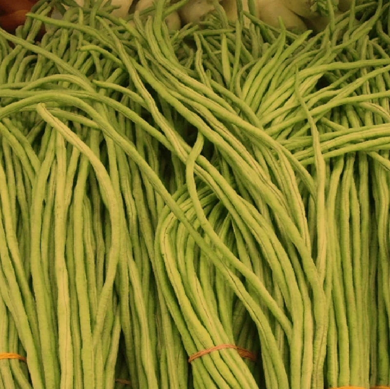 Haricot 'Yard Long' bio