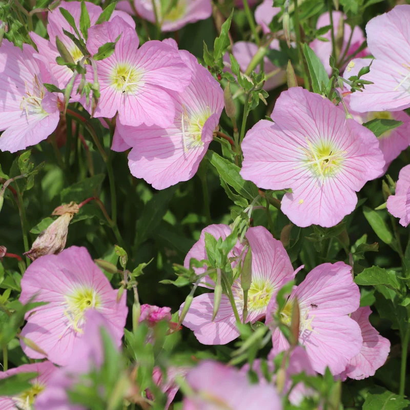 Onagre 'Showy Evening Primrose'