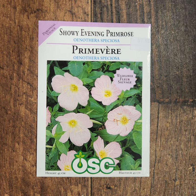 Onagre 'Showy Evening Primrose'