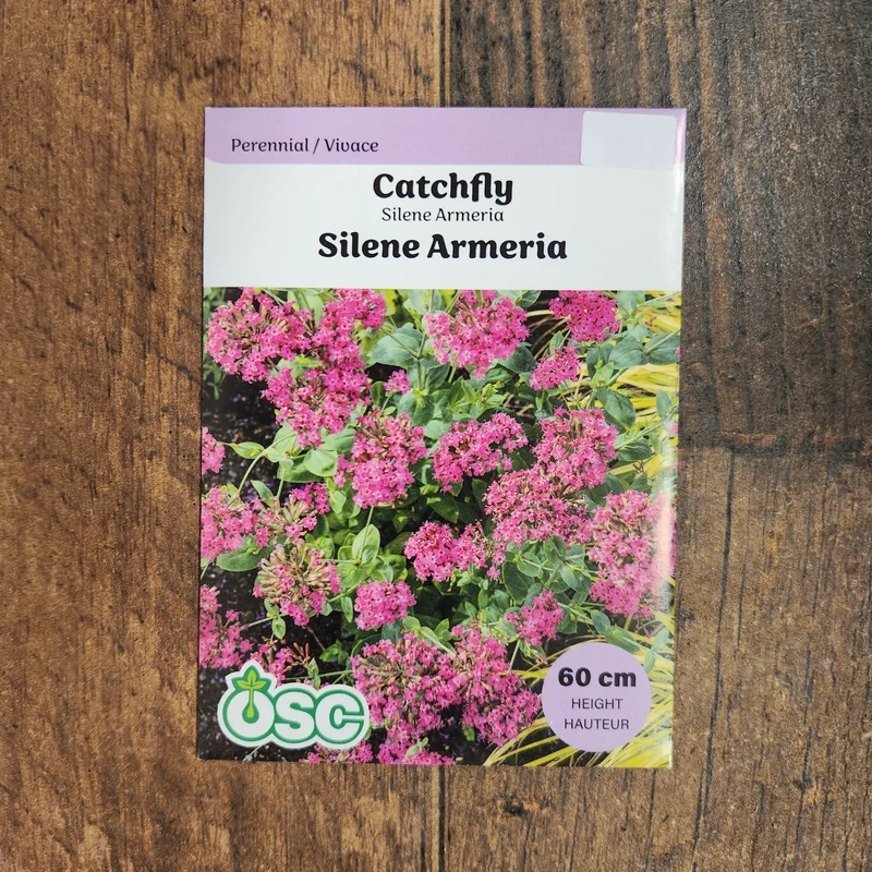 Silène 'Wildflower Catchfly'